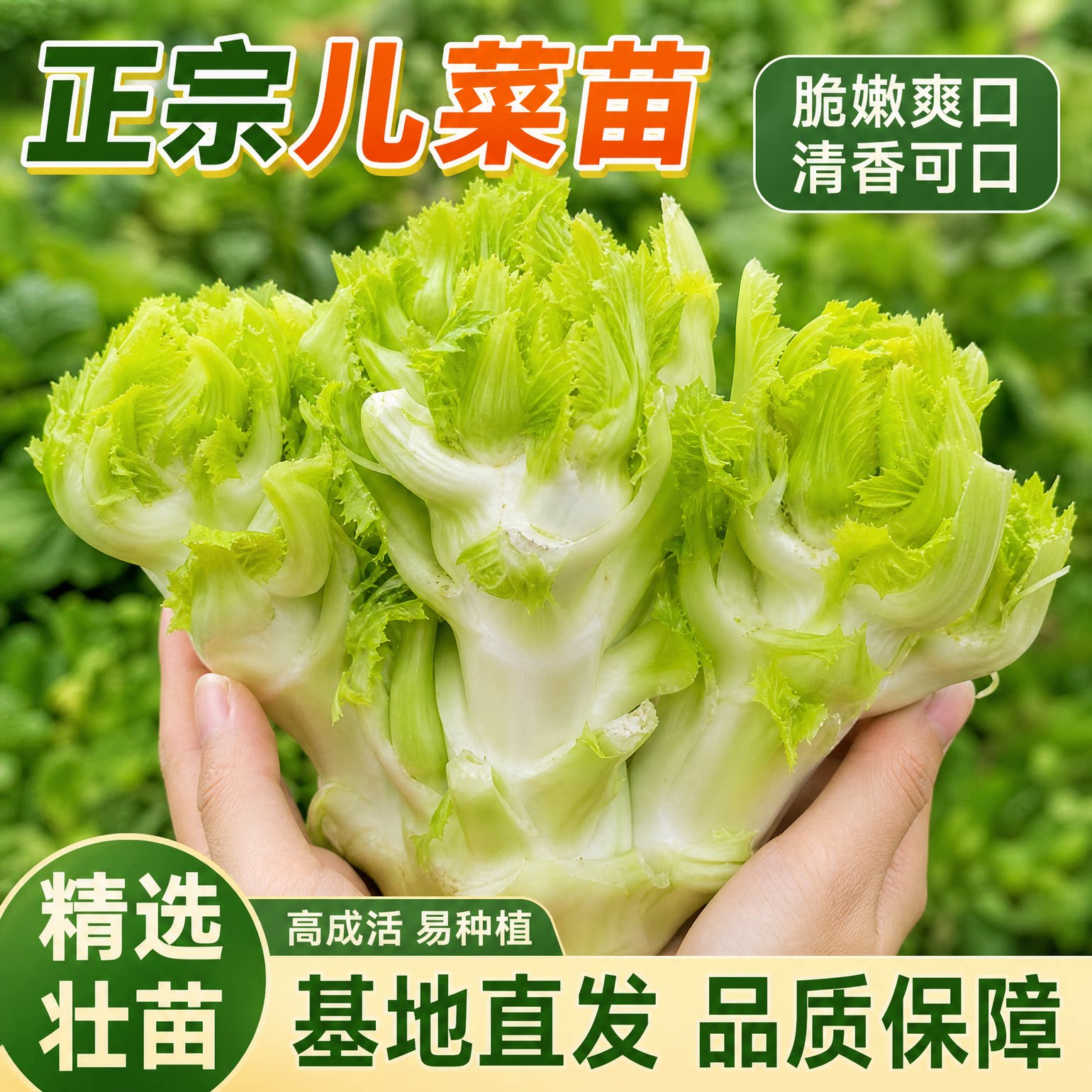 儿菜苗秧苗四川青杠芥兰抱子芥种籽秋冬耐寒高产蔬菜带土阳台盆栽
