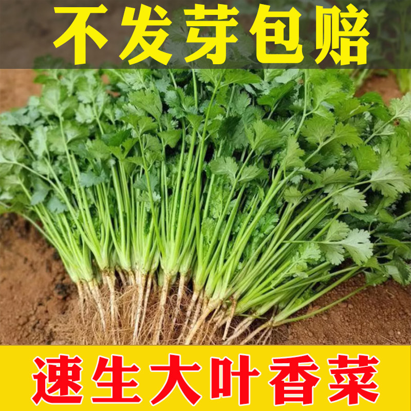 四季大香菜种籽种耐寒农家香菜图片