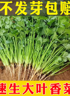 四季大香菜种籽种耐寒农家香菜