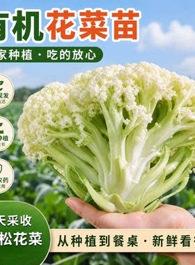 花菜苗白花菜秧苗大白菜西兰花