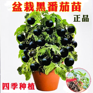 盆栽矮生黑番茄苗黑珍珠紫玉番茄西红柿小黄红圣女果阳台庭院种子