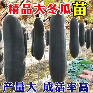 广东黑皮冬瓜苗种子春秋季蔬菜秧苗大冬瓜小冬瓜苗满地爬老品种籽