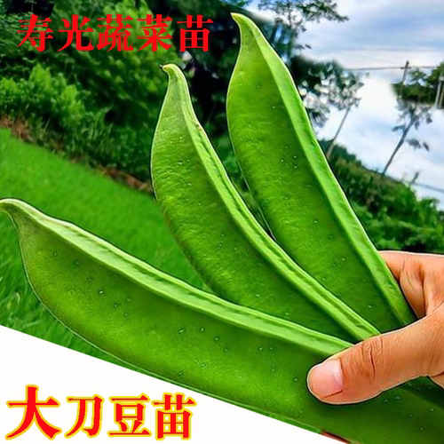夏季大刀豆苗刀豆爬藤