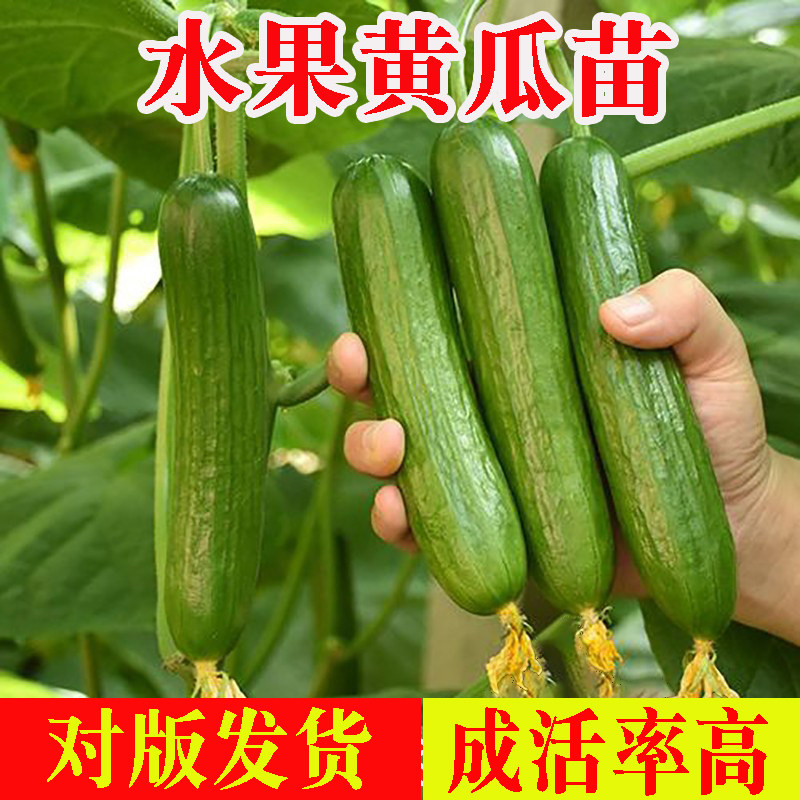 荷兰水果黄瓜苗种子春季长黄瓜水果无刺黄瓜玉女黄瓜老品种秧苗籽