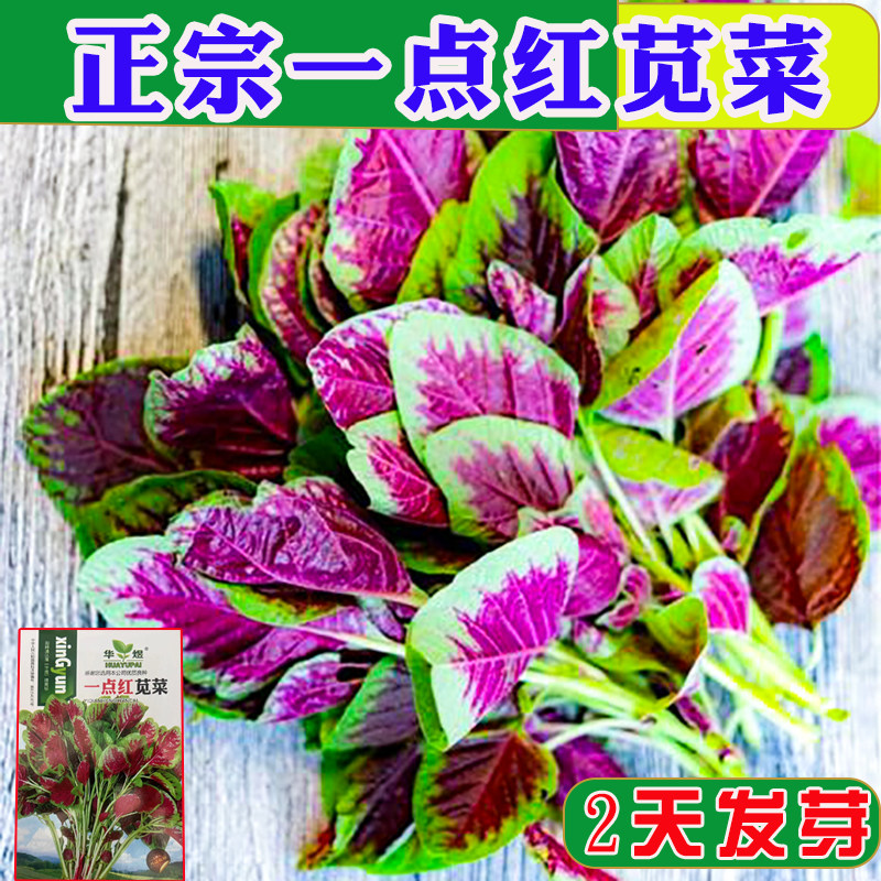 苋菜种子圆叶花叶红苋菜种一点红籽阳台盆栽庭院春秋季蔬菜种子籽,鲜花速递/花卉仿真/绿植园艺,家庭园艺种子,淘宝优惠券,粉丝福利购,淘宝优惠卷