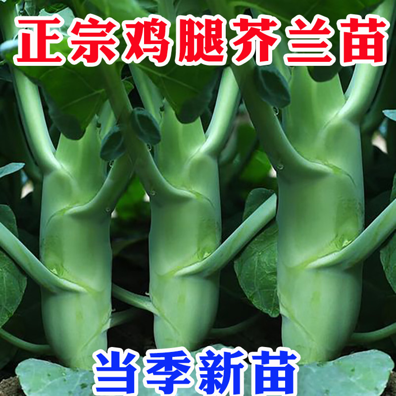 广东鸡腿芥兰苗秧苗割了又长菜种子四季蔬菜种籽甜脆芥蓝菜阳台苗
