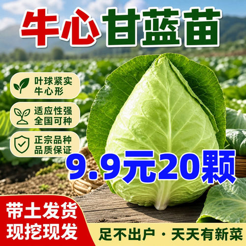 牛心甘蓝苗包菜种苗甘紫蓝菜苗