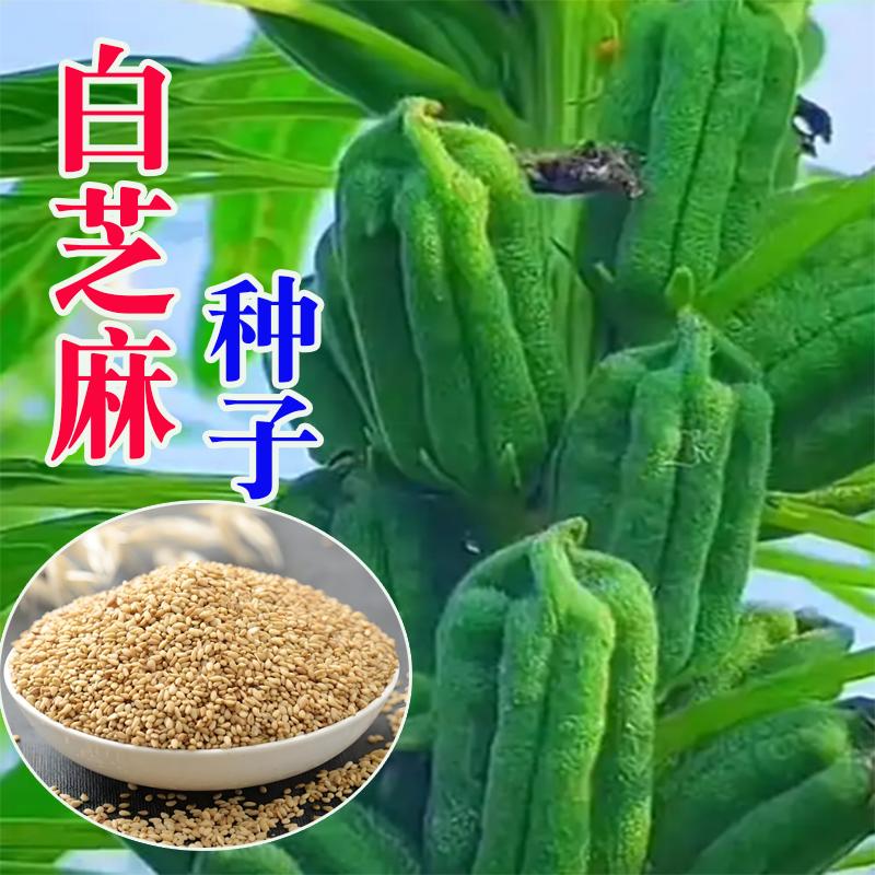 白芝麻种子籽白芝麻种籽四季