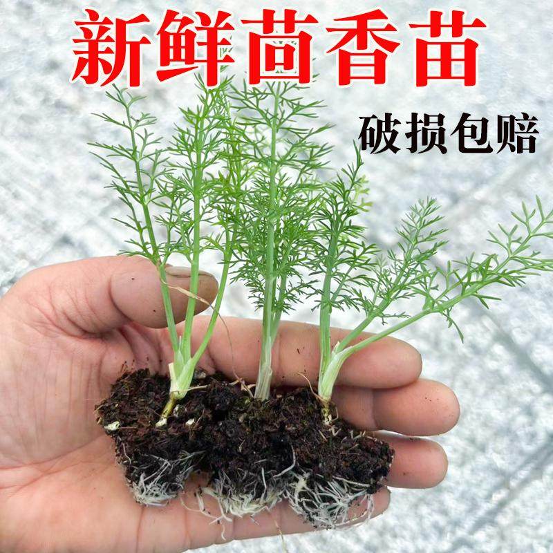 新鲜小茴香苗回香食用茴香菜盆栽茴香带根茴香根割茬老品新鲜秧苗