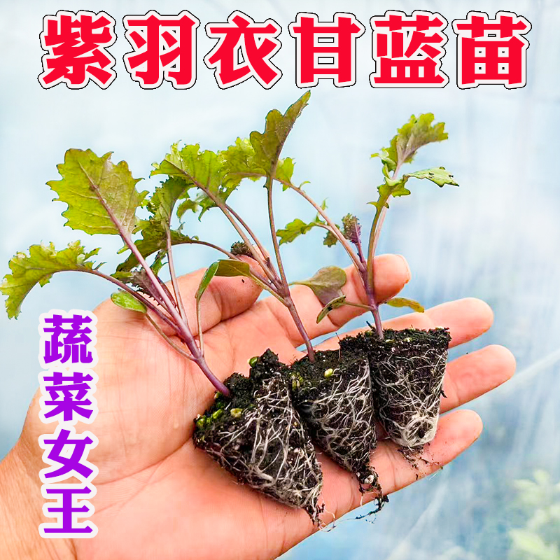 羽衣甘蓝秧苗粉雨衣绿