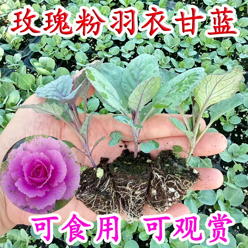 食用玫瑰粉羽衣甘蓝秧苗苗紫甘蓝绿雨衣甘蓝秋冬耐寒美味盆栽蔬菜