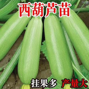 小站瓜苗西葫芦种苗西葫芦种高产早熟春季幼苗秧苗苗秧高产挂果多