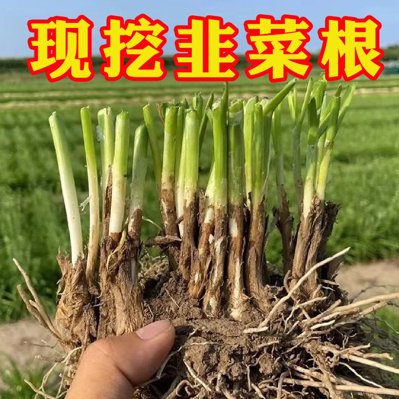 宽叶紫红大田种植粗壮韭菜根苗