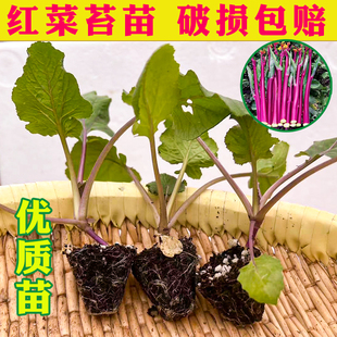 耐寒红菜苔苗青菜抬带土优质柳叶菜心子十月红红菜苔秋冬蔬菜秧苗