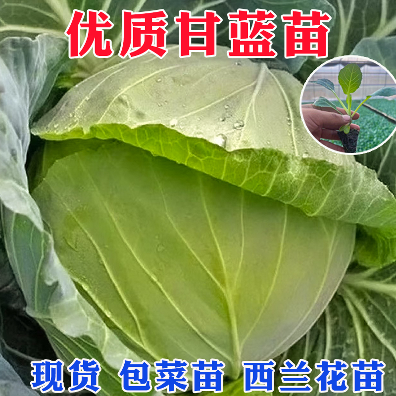 早熟耐寒甘蓝苗种子种籽卷心菜
