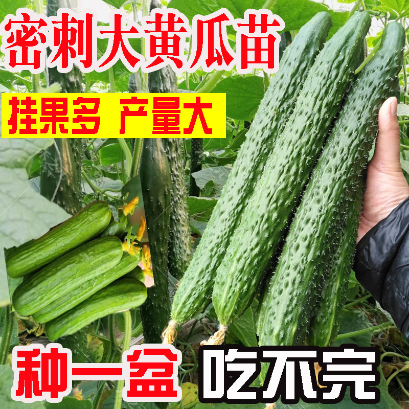 密刺大黄瓜苗种子水果黄瓜玉女黄瓜春天阳台四季蔬菜秧苗育苗种籽