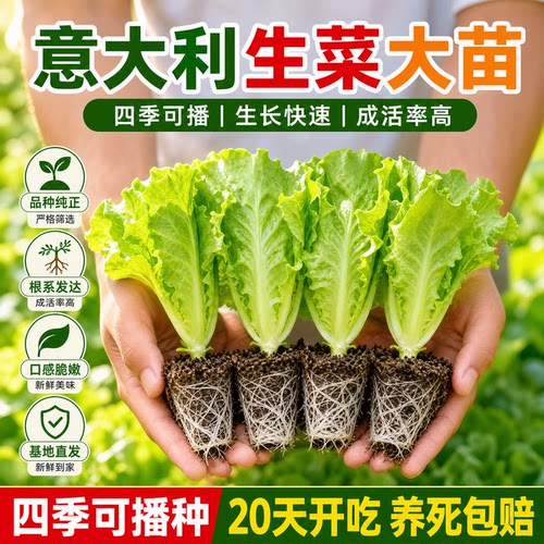 意大利生菜苗结球带土速生玻璃