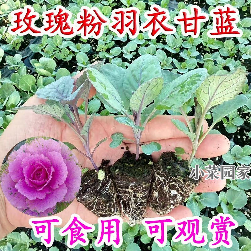 食用玫瑰粉羽衣甘蓝秧苗苗紫甘蓝绿雨衣甘蓝秋冬耐寒美味盆栽蔬菜