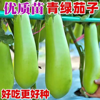 夏季穴盘苗带土带根青茄子苗