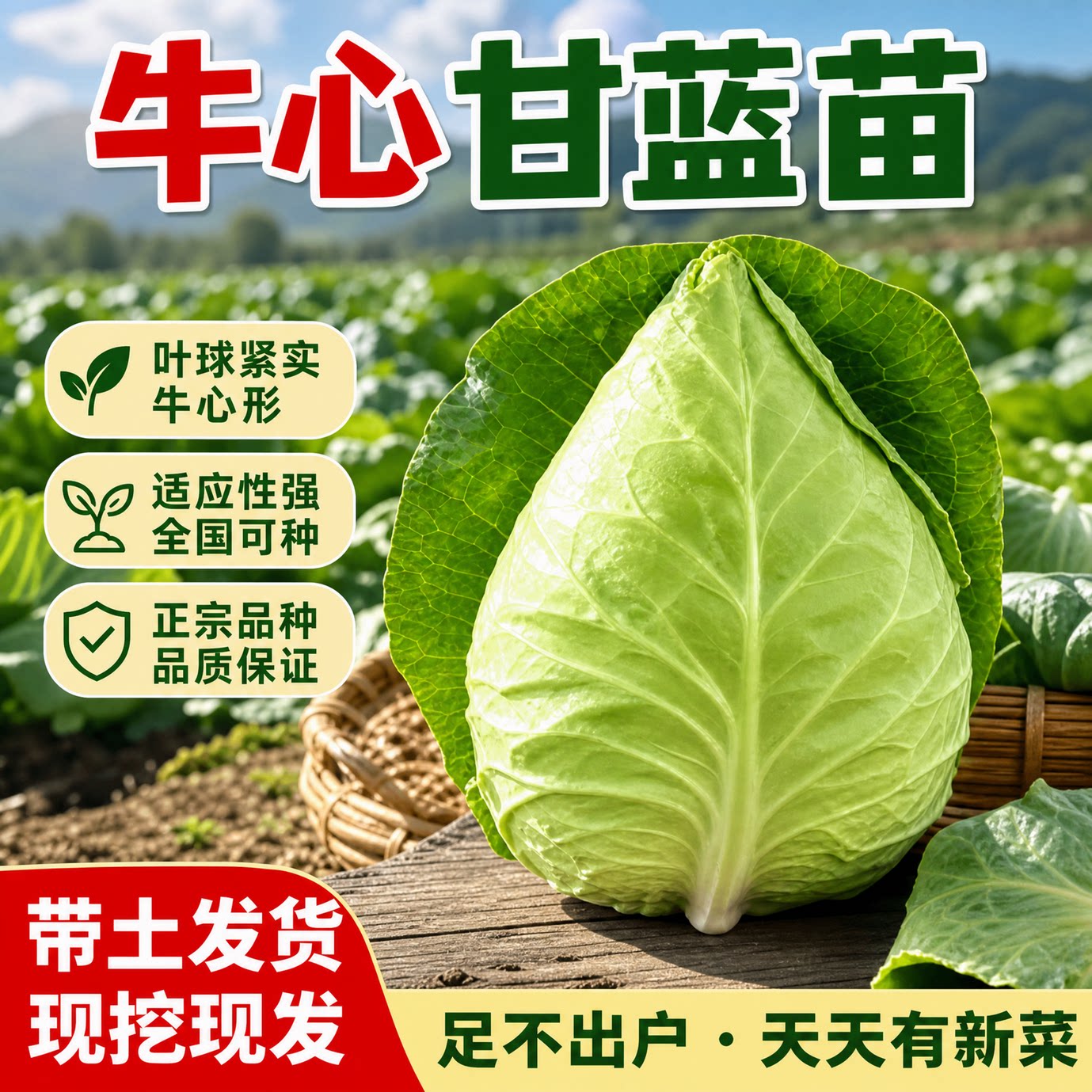 牛心甘蓝苗包菜种苗甘紫蓝菜苗蔬菜秧苗绿甘蓝紫羽衣甘蓝种子耐寒