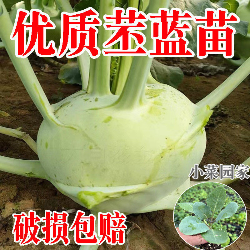 秋冬青苤蓝苗苤兰秧苗种籽孑四季蔬菜苗秋季疙瘩青丕兰芥菜芥蓝头