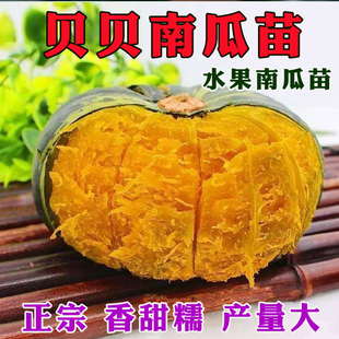 正宗绿贝贝小南瓜苗种子苗奶油板栗黄贝贝南瓜密本蜜甜糯砍瓜苗籽