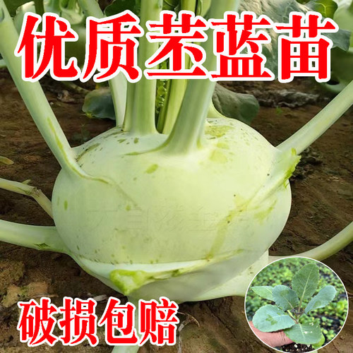 秋冬青苤蓝苗苤兰种籽孑四季蔬菜