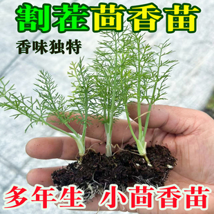 新鲜小茴香苗食用茴香菜盆栽茴香带根小茴香根割茬老品种带土秧苗