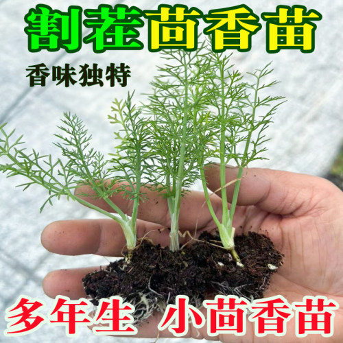 新鲜小茴香苗食用茴香菜盆栽