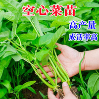 三叉空心菜苗大叶耐高温小竹柳叶空心菜秧苗带根带四季种植产量高