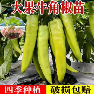 特大牛角椒苗薄皮朝天小苗辣椒苗不辣秧高产青椒尖椒四季菜苗秧苗