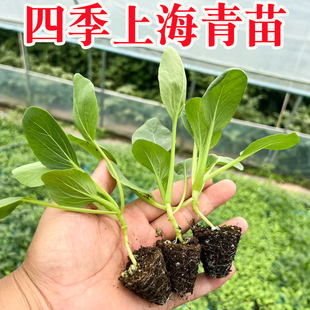 四季上海青苗蔬菜速生苏州青菜苗菜种子耐热鸡毛菜小白菜秧苗种籽