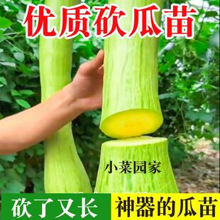 长青奶油砍瓜苗种籽春夏四季高产砍瓜种孑吊瓜果秧苗蔬菜种子大全