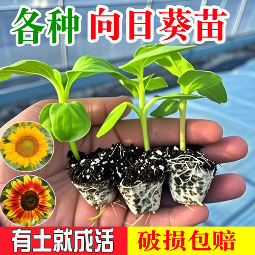 向日葵夏季向日葵苗带土发货