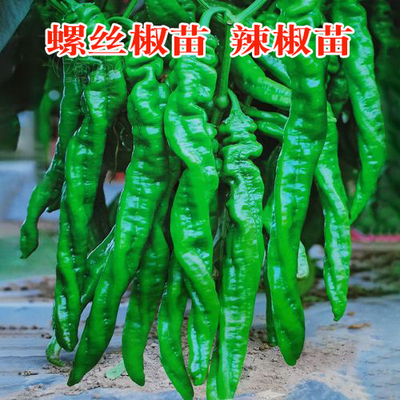 夏季辣椒螺丝椒辣椒苗