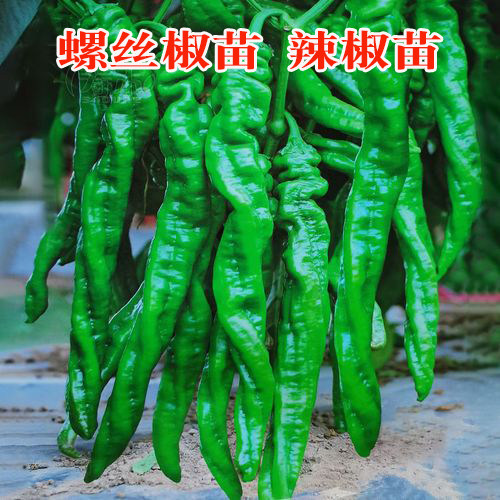 夏季辣椒螺丝椒辣椒苗