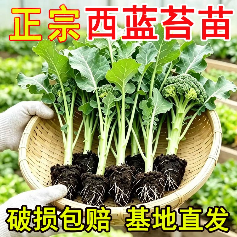 正宗西蓝苔秧苗西兰菜芥兰菜苔图片