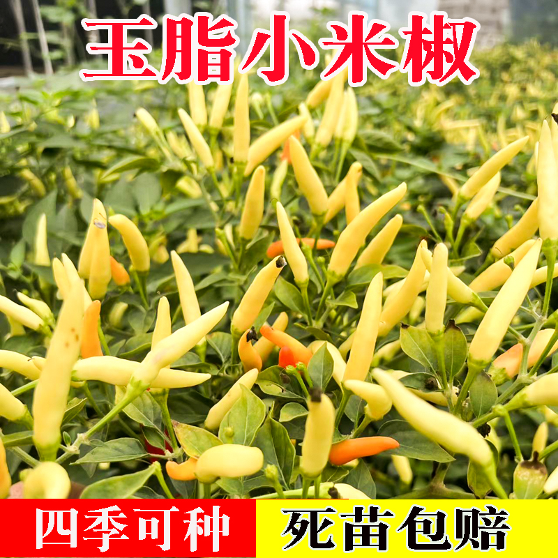 辣椒苗朝天椒小米椒重辣菜苗