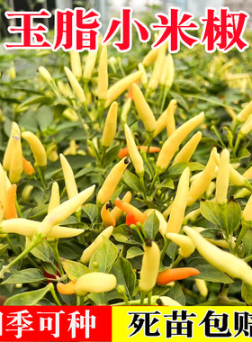 辣椒苗朝天椒小米椒重辣菜苗
