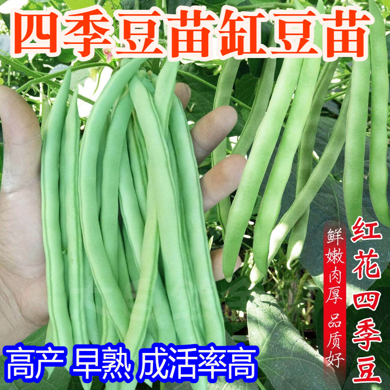 四季豆缸豆豆苗蔬菜苗