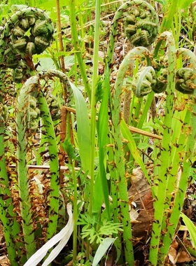 东北山野菜猴腿菜蕨类植物可食绿色时令草本花卉户外野菜天然食材