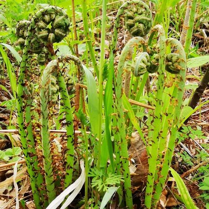 东北山野菜猴腿菜蕨类植物可食绿色时令草本花卉户外野菜天然食材