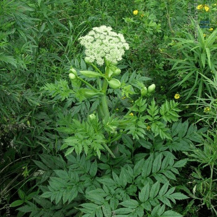 多年生白芷白花种子香白芷