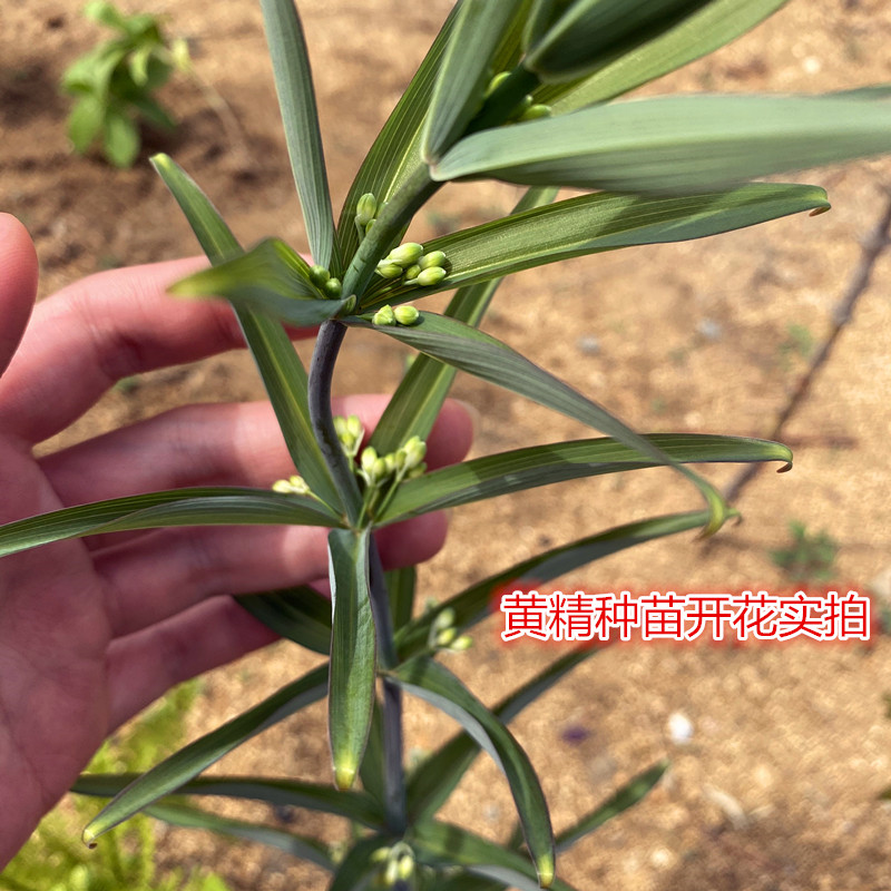 东北黄精中草药植物二苞黄精新奇植物苞叶黄精种子根苗观赏