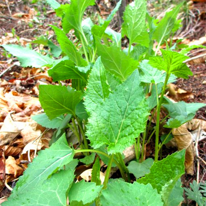 东风菜种子东北中草药植物山蛤芦山野菜大耳毛籽家庭盆栽
