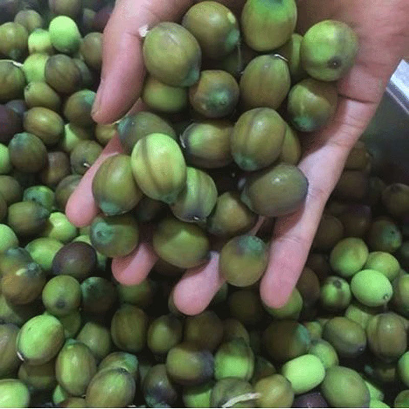 煮粥炖汤新鲜带壳现摘莲子米