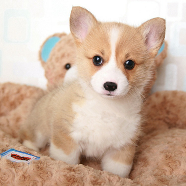 东莞犬舍出售纯种黄白双色柯基活体幼犬短腿三色柯基犬小型宠物狗|msdalam kategori haiwan peliharaan/makanan haiwan dan bekalan, anjing - dari Buy2taobao.com untuk memberikan perkhidmatan ejen Taobao profesional membeli