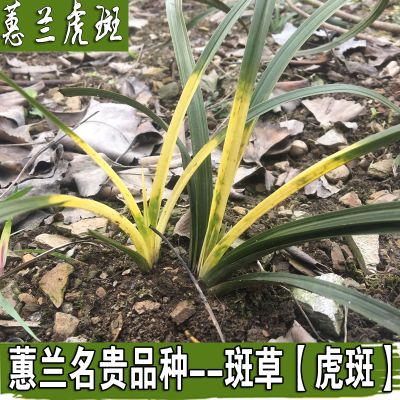 艺草高档盆栽绿植兰花苗