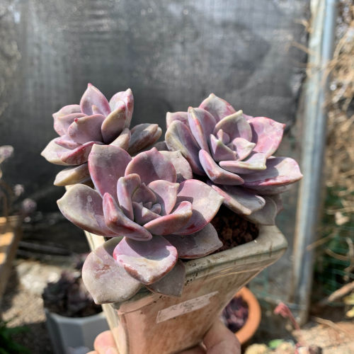 仙子多肉植物多少钱 仙子多肉植物价格 小麦优选