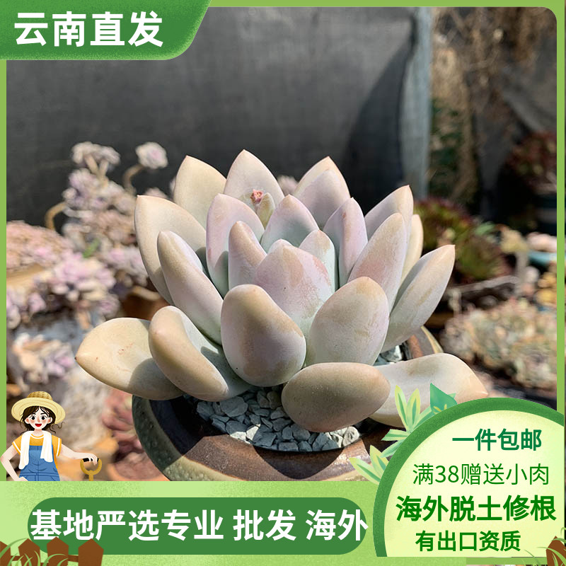 园艺花卉园艺花卉盆栽多肉植物